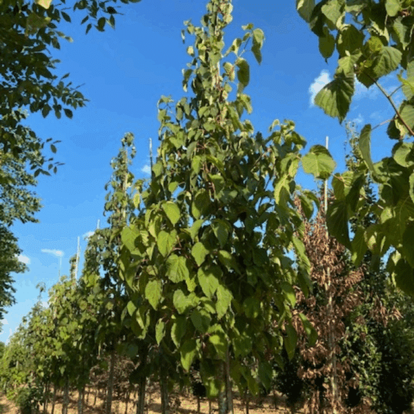 DAVIDIA involucrata – Image 2