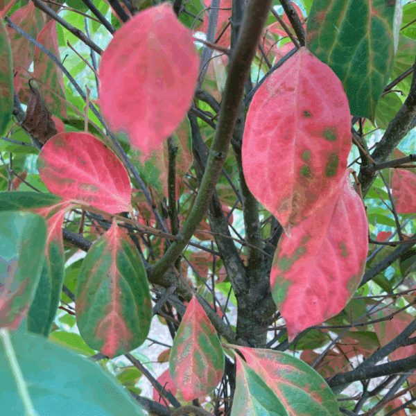DIOSPYROS kaki