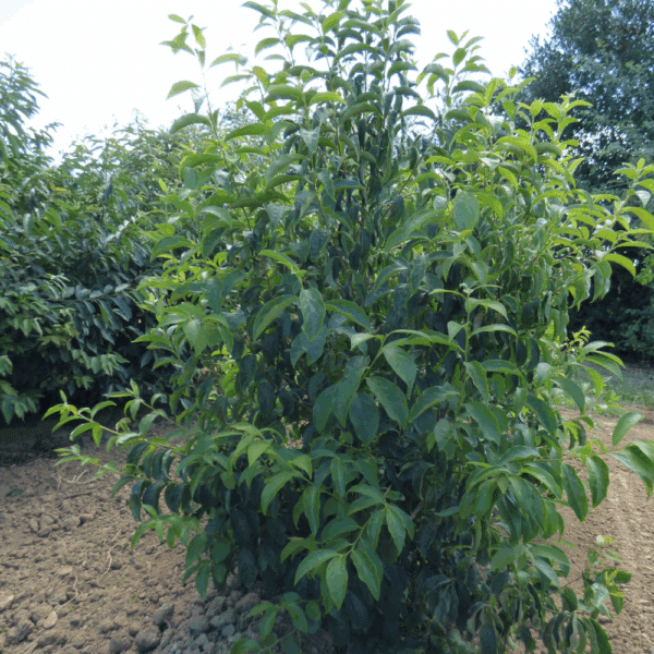 DIOSPYROS kaki – Image 3