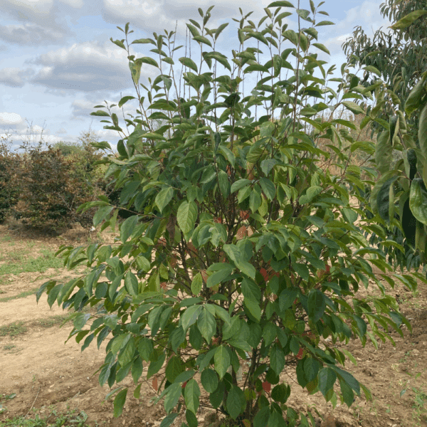 DIOSPYROS kaki – Image 2