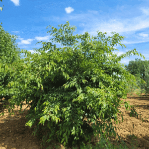 DIOSPYROS lotus