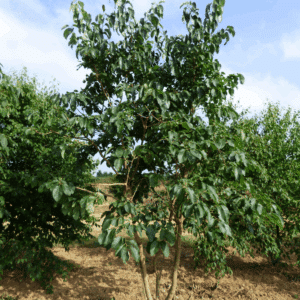 DIOSPYRO virginiana