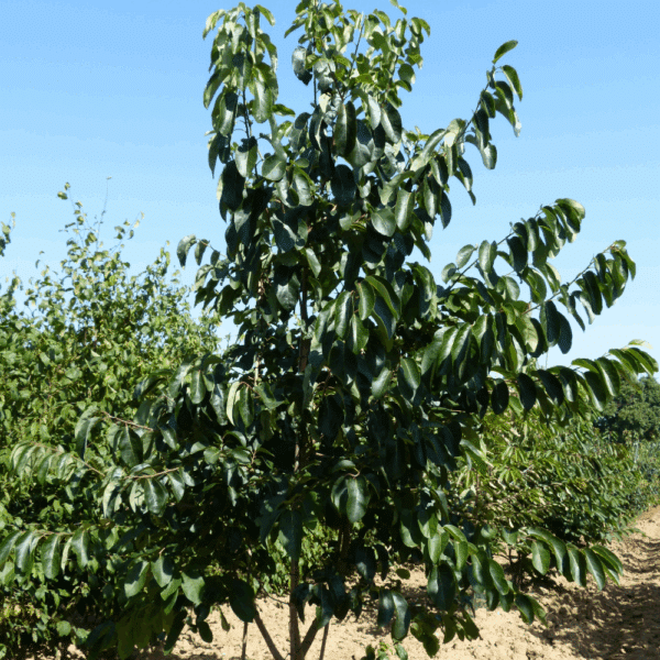 DIOSPYRO virginiana – Image 4