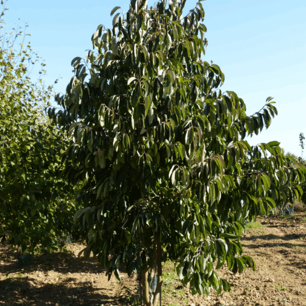 DIOSPYRO virginiana – Image 2