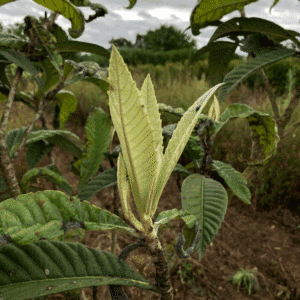 ERIOBOTRYA japonica