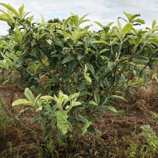 ERIOBOTRYA japonica – Image 4