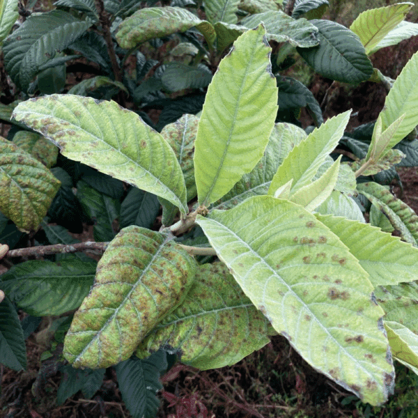 ERIOBOTRYA japonica – Image 3