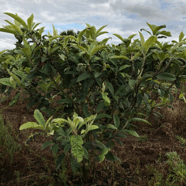 ERIOBOTRYA japonica – Image 2