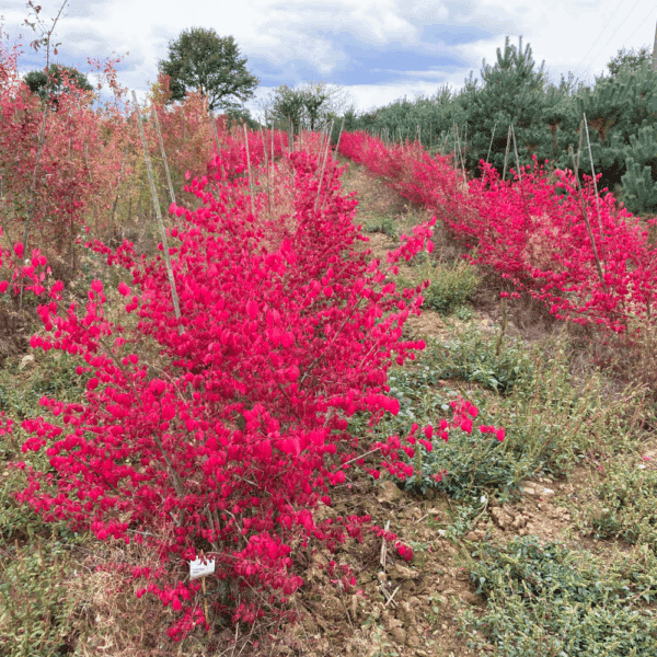 EUONYMUS alatus – Image 5