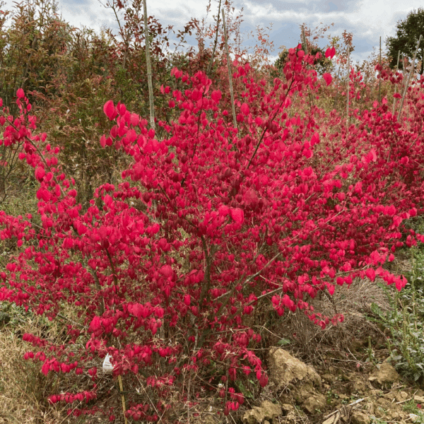 EUONYMUS alatus – Image 2