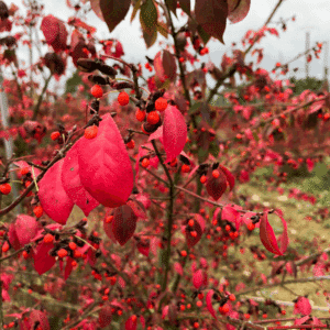 EUONYMUS alatus