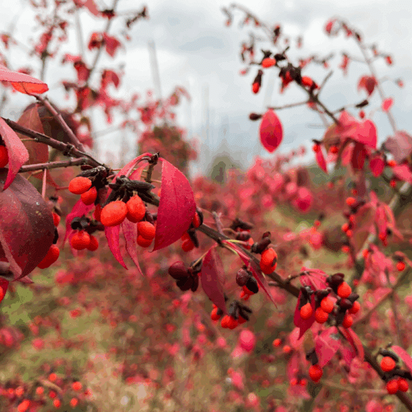 EUONYMUS alatus – Image 3
