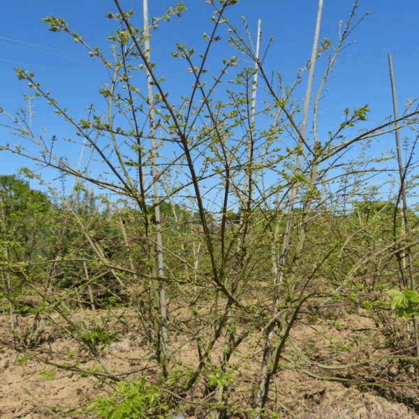 EUONYMUS alatus – Image 6