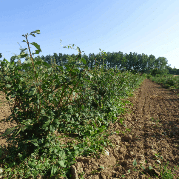 EUONYMUS alatus – Image 4