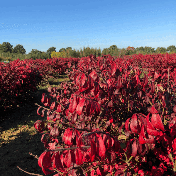 EUONYMUS alatus 'Compactus' – Image 2