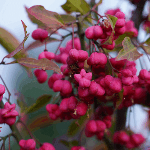 EUONYMUS europaeus