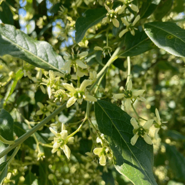 EUONYMUS europaeus – Image 2