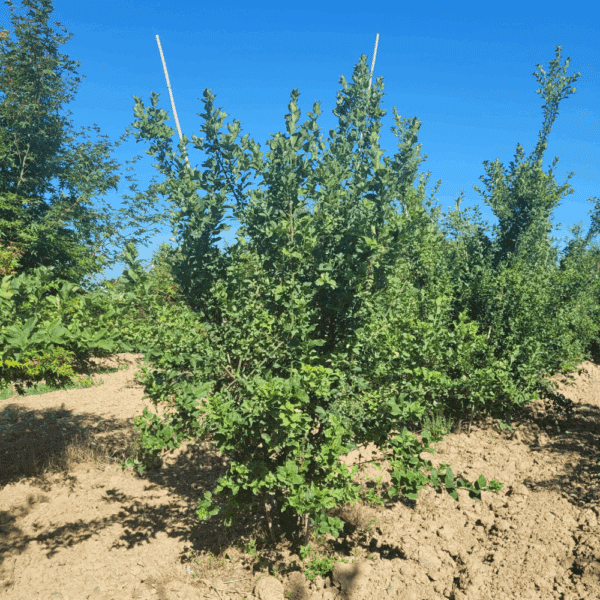 EUONYMUS europaeus – Image 6