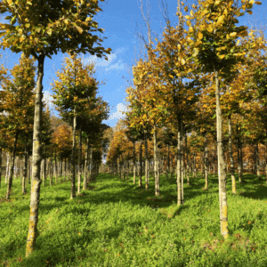 FAGUS sylvatica
