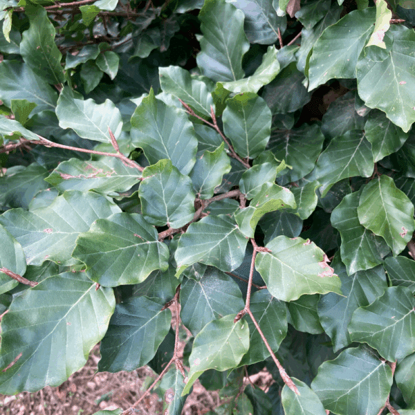 FAGUS sylvatica – Image 2