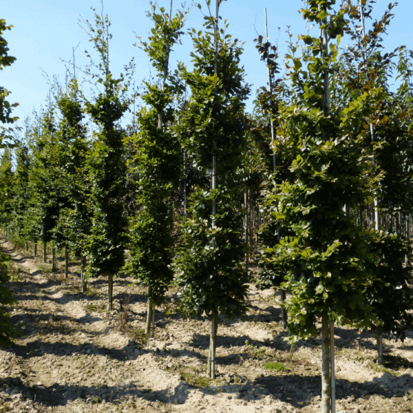 FAGUS sylvatica – Image 9