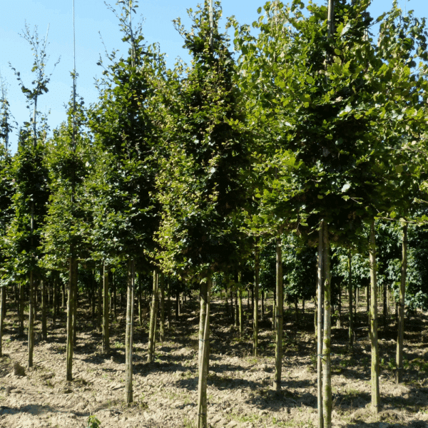 FAGUS sylvatica – Image 3