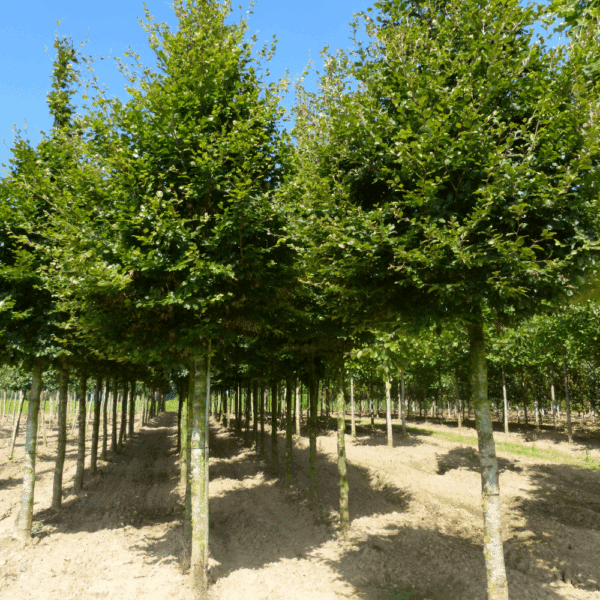 FAGUS sylvatica – Image 10