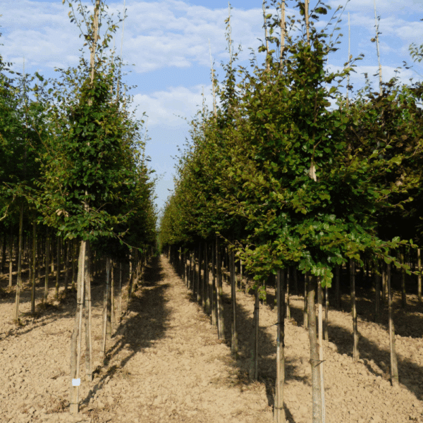 FAGUS sylvatica – Image 8
