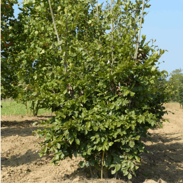 FAGUS sylvatica – Image 7