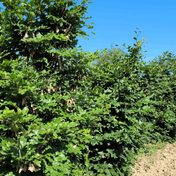 FAGUS sylvatica – Image 5