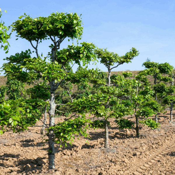 FAGUS sylvatica – Image 4