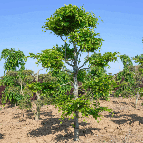 FAGUS sylvatica – Image 6