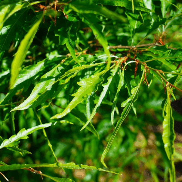 FAGUS sylvatica 'Asplenifolia' – Image 3