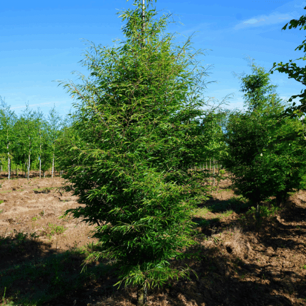 FAGUS sylvatica 'Asplenifolia' – Image 4