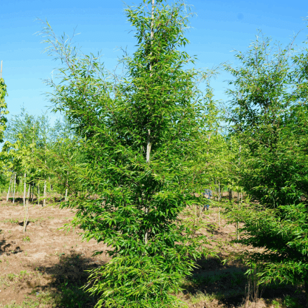 FAGUS sylvatica 'Asplenifolia' – Image 2