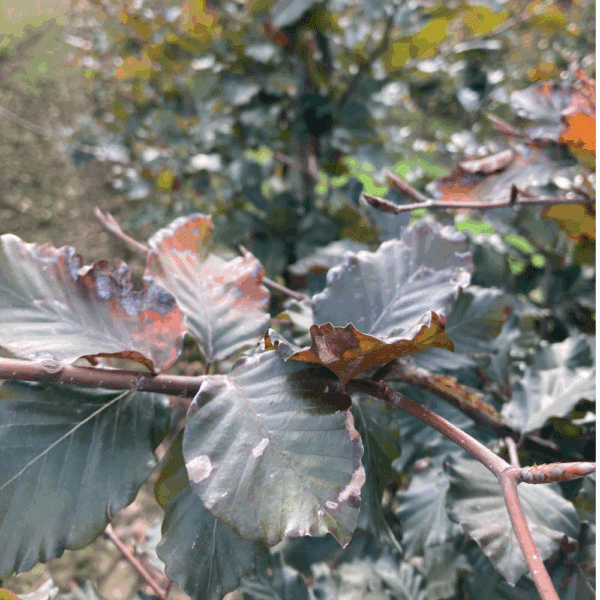 FAGUS sylvatica 'Atropunicea' – Image 4