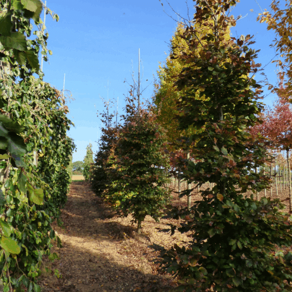 FAGUS sylvatica 'Atropunicea' – Image 3