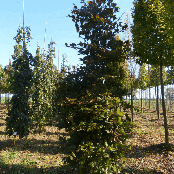 FAGUS sylvatica 'Atropunicea' – Image 7