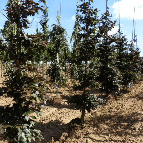 FAGUS sylvatica 'Atropunicea' – Image 6