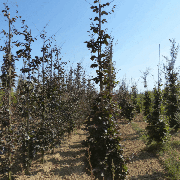 FAGUS sylvatica 'Atropunicea' – Image 5