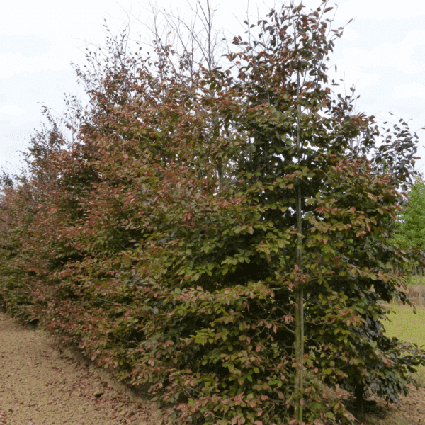 FAGUS sylvatica 'Atropunicea' – Image 2