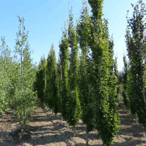 FAGUS sylvatica 'Dawyck'