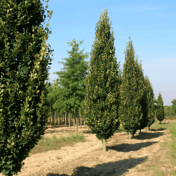 FAGUS sylvatica 'Dawyck' – Image 3