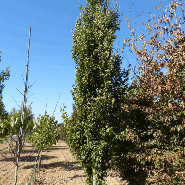FAGUS sylvatica 'Dawyck' – Image 2