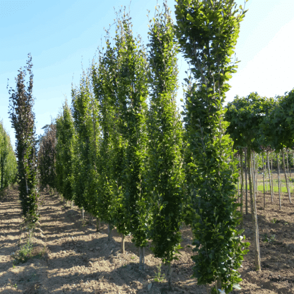 FAGUS sylvatica 'Dawyck Gold' – Image 5