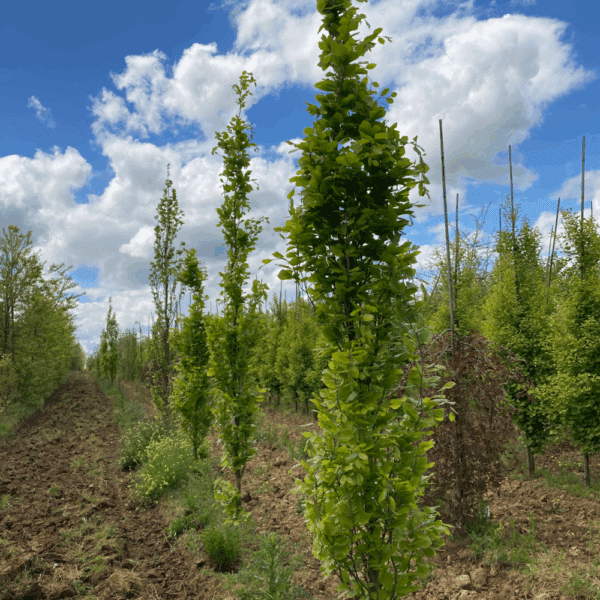 FAGUS sylvatica 'Dawyck Gold' – Image 4