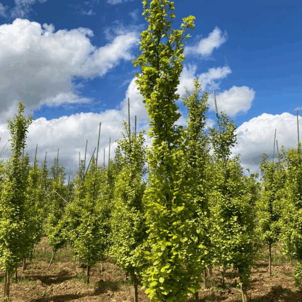 FAGUS sylvatica 'Dawyck Gold' – Image 2