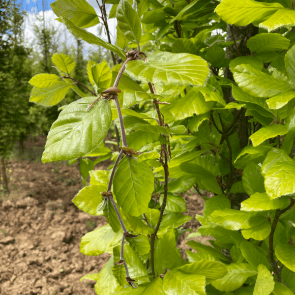 FAGUS sylvatica 'Dawyck Gold' – Image 3