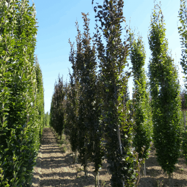 FAGUS sylvatica 'Dawyck Purple' – Image 3