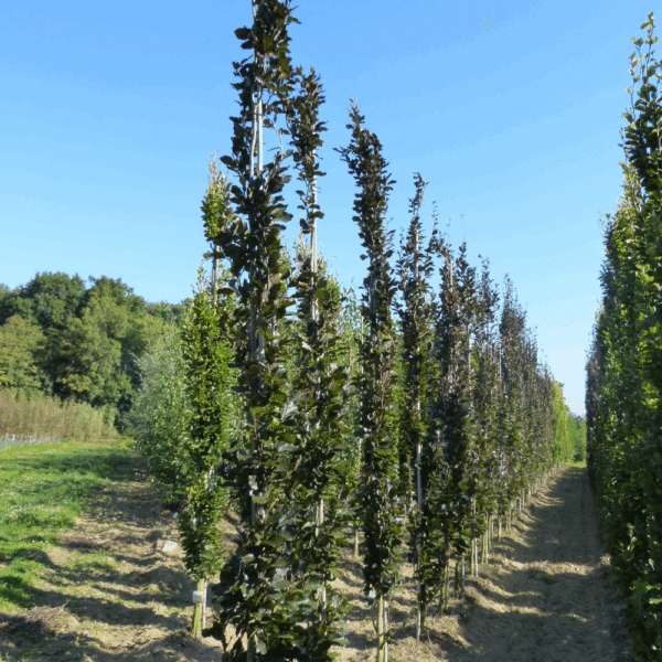 FAGUS sylvatica 'Dawyck Purple' – Image 2
